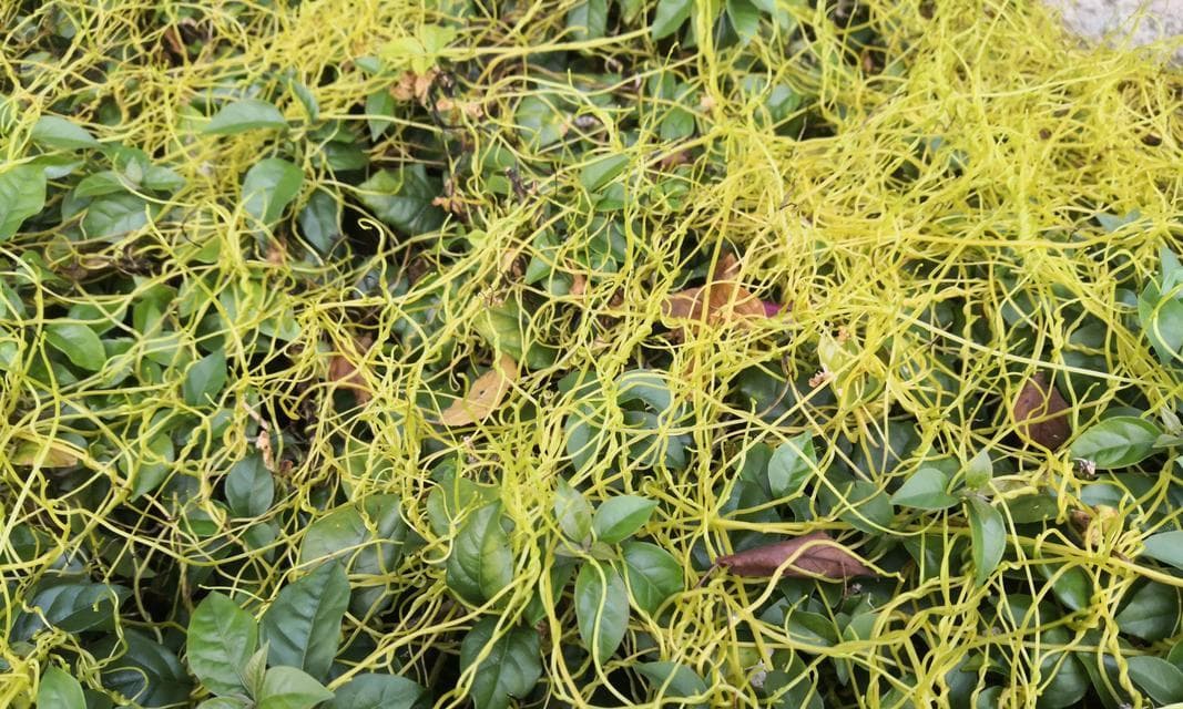 寄生植物：探索其独特魅力与生态价值
