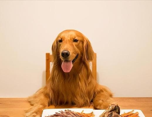 不同年龄阶段的狗狗喂食方法（了解狗狗的喂食需求，为它们提供健康饮食）