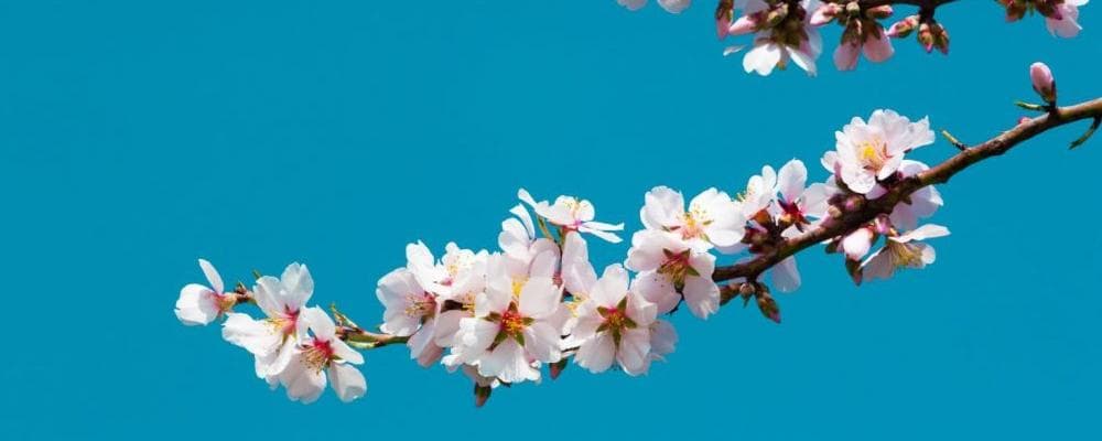 适合做人名的27个植物名字，寓意好又动听！