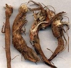 中药材委陵菜：清热解毒，凉血止痢