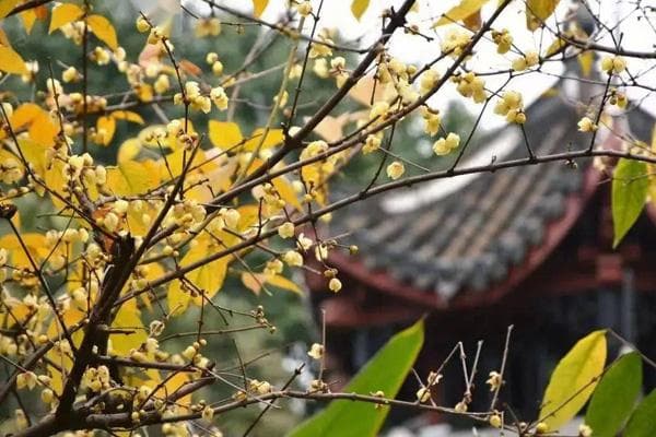 成都腊梅观赏地图：7大景点位置、交通全攻略