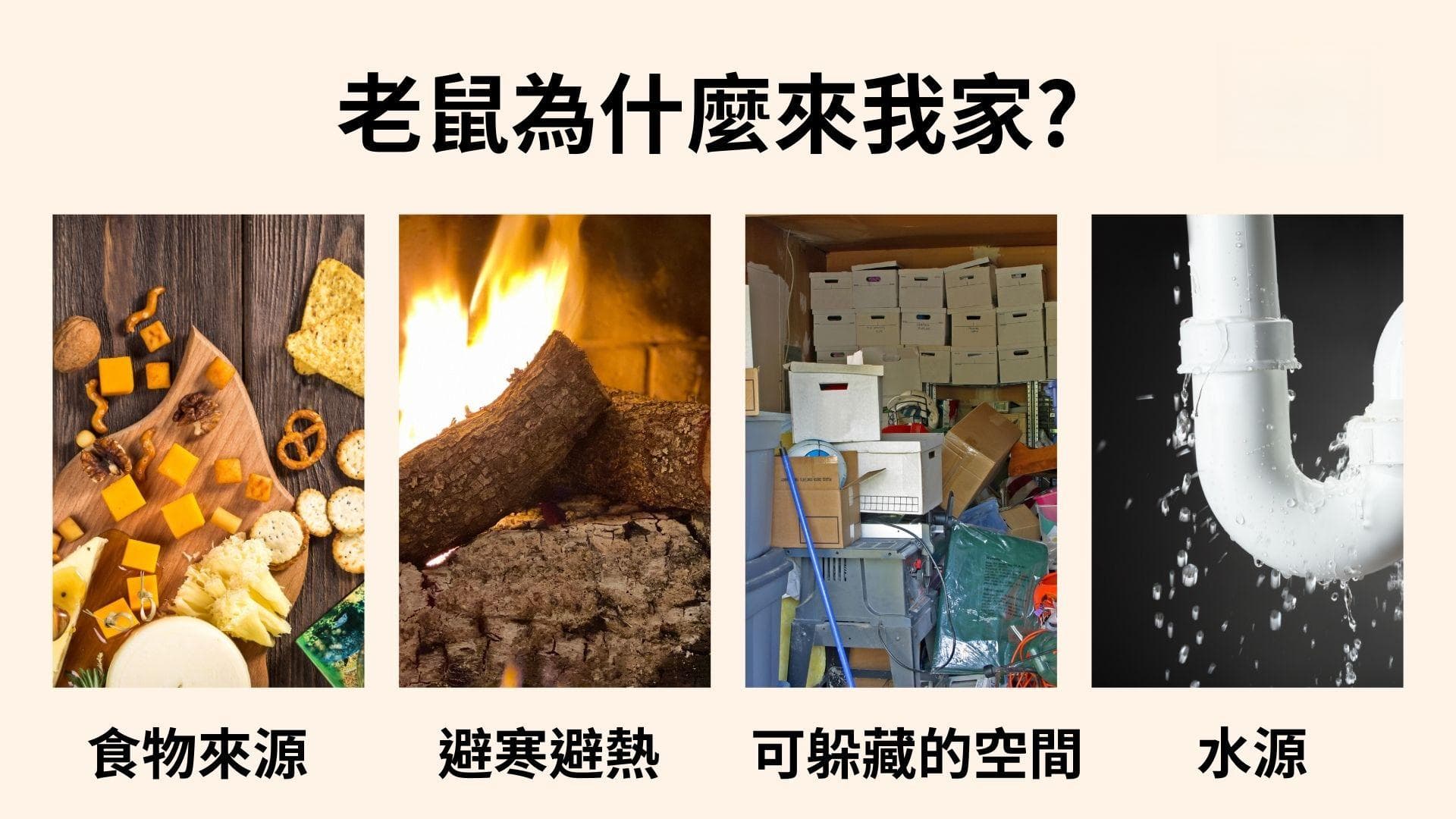灭鼠方法总整理：灭鼠专家教你5招有效灭鼠