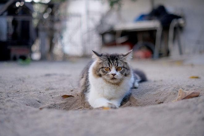 家猫驯化人类？还是人类驯化了家猫？究竟谁选择了谁？
