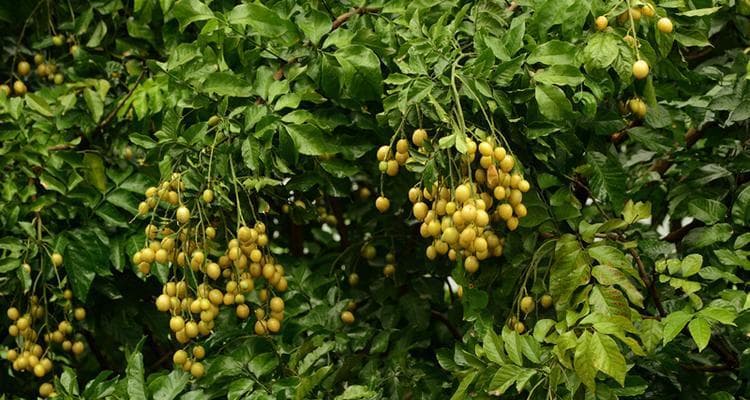 黄皮树种植指南：从选址到养护的全方位指南