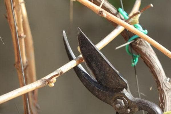 葡萄树怎么剪枝？这些实用技巧助你提高产量和品质