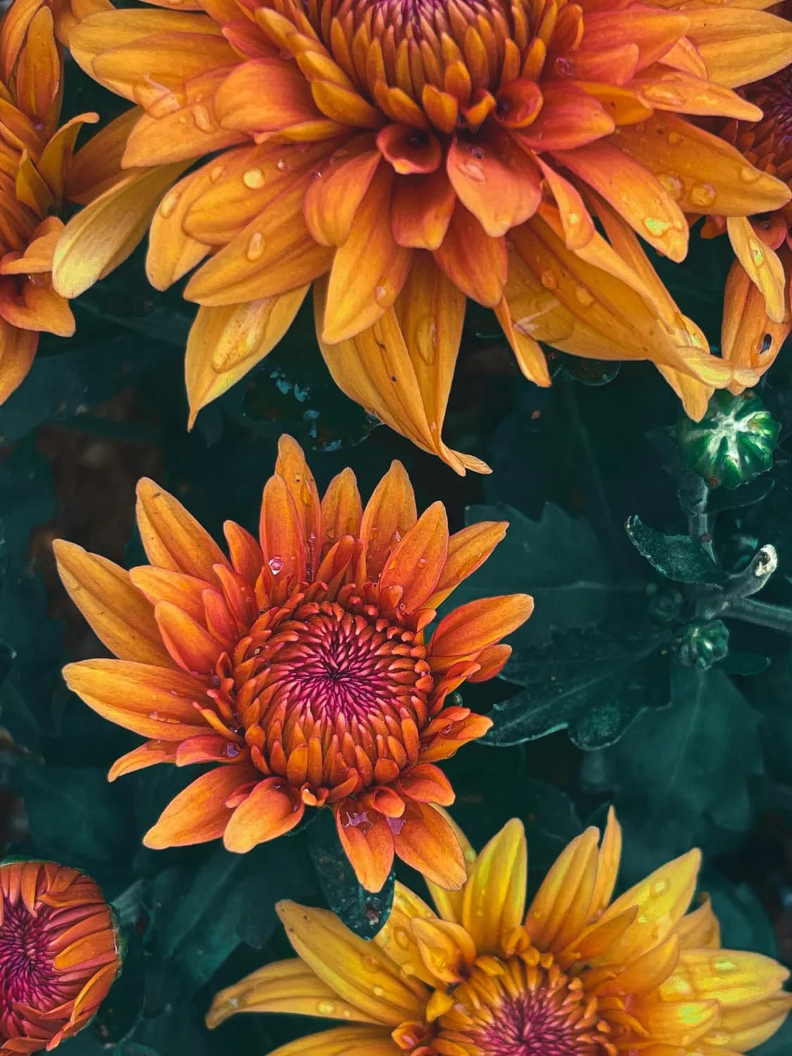 菊花桑葚茶：秋冬养生的明智之选