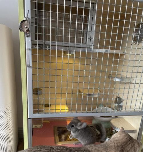 龙猫饲养指南：从栖息地到健康管理的全方位养护