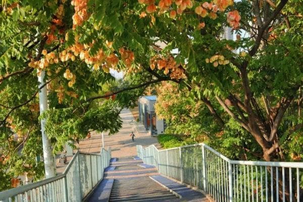 厦门Citywalk路线推荐：健康步道、仙岳山、SM广场