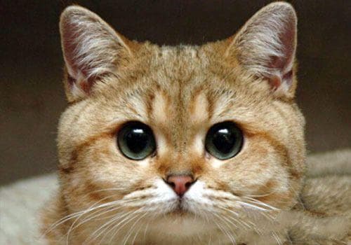 引起猫咪眼睛变红的原因