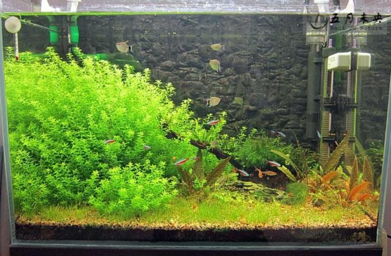 鱼缸用二氧化碳泡腾片有用吗（从水草光合作用深度解析）