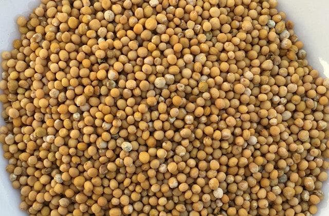 中药芥子的功效与作用 白芥子和黄芥子的区别