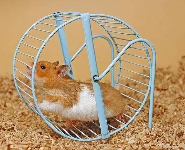 仓鼠湿尾症：症状、原因与预防全攻略