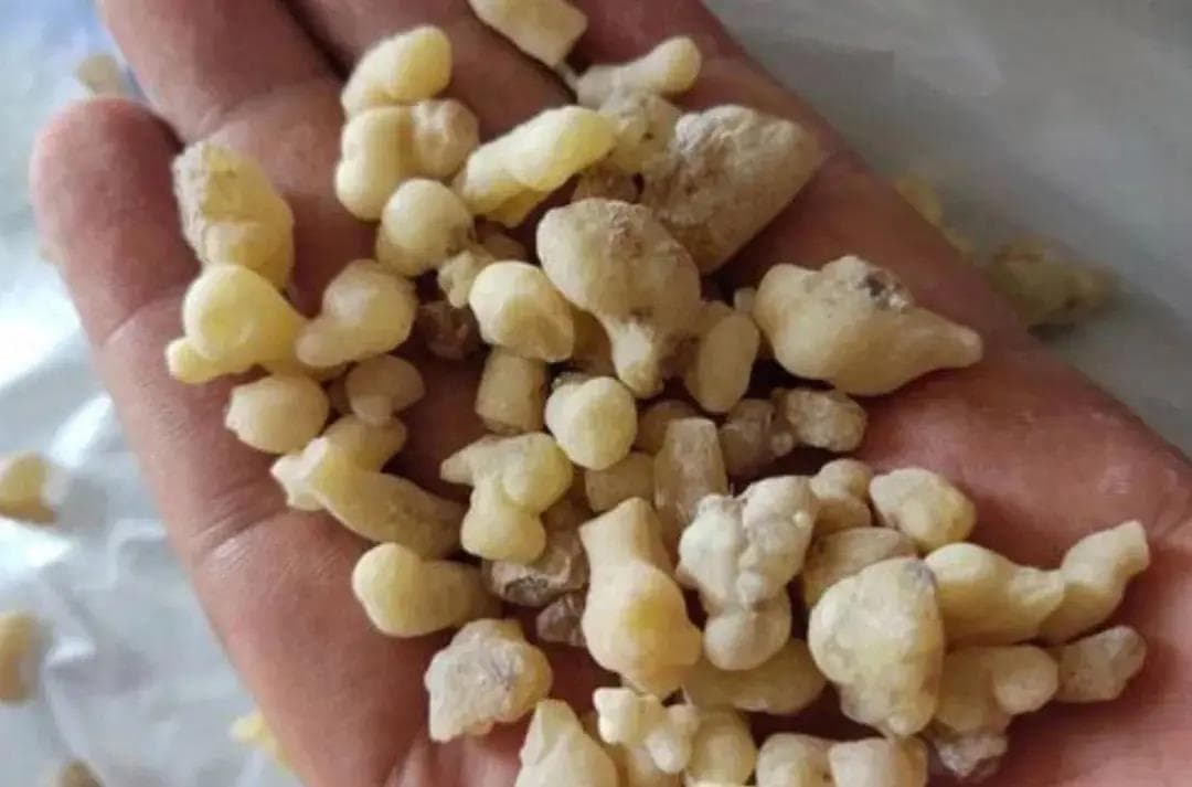 乳香与没药：活血化瘀双璧