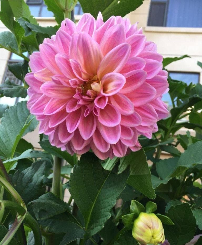 大丽花种子的种植方法和时间，大丽花种球怎么种植方法