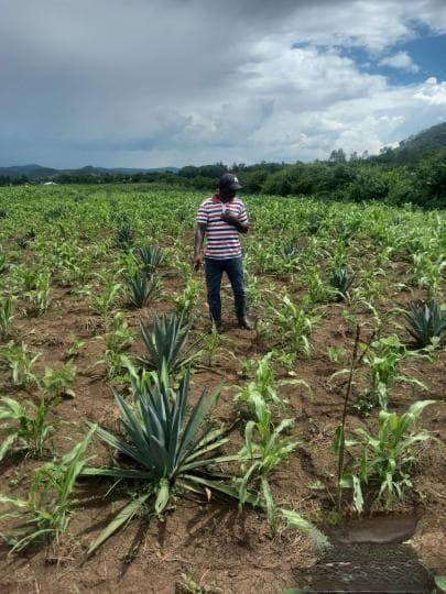 国际最新材料研究：吸水性强耐干旱植物或可就地取材制作卫生巾