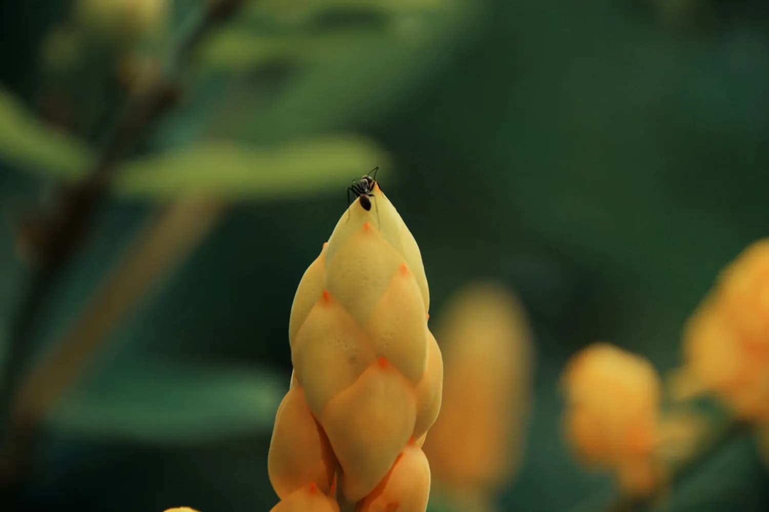 自花传粉植物：生态系统的“稳定器”