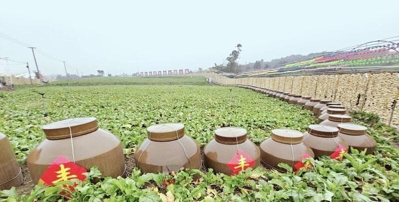 风干大头菜占全国市场半壁江山，贡井区发展特色农业有何“绝招”？