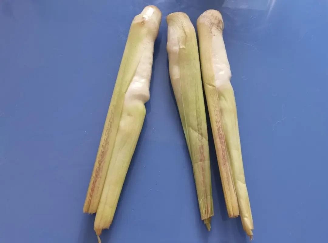 茭白：蔬菜界的“水中参”，营养与食用全攻略