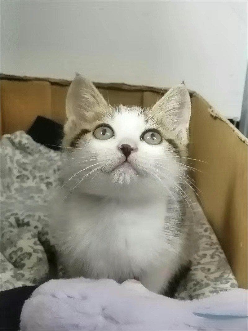 领养一只流浪猫，应该怎么照顾它？