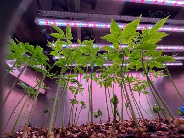 智慧农业下的中药新路径：数智植物工厂的探索与实践