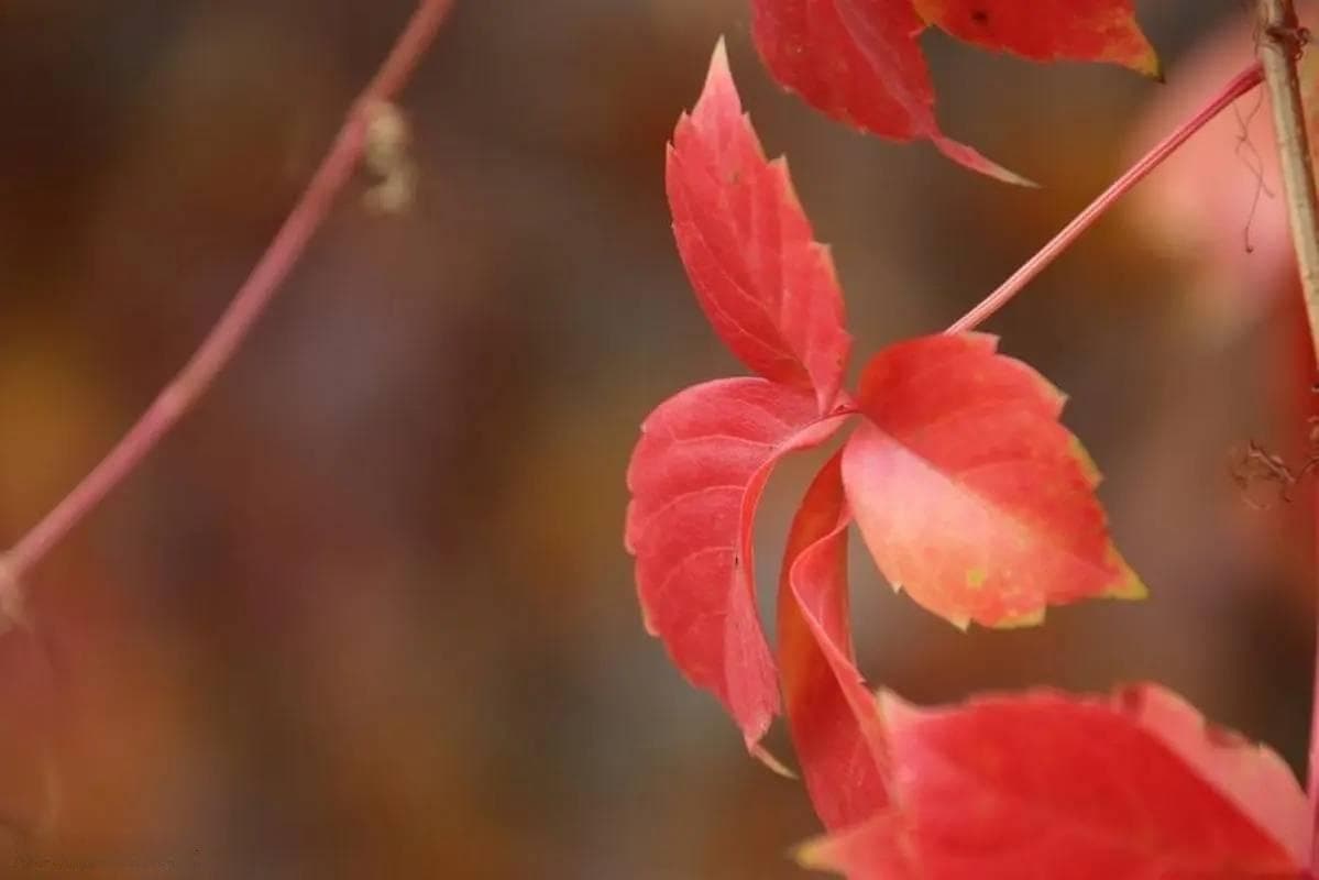 高考作文指导：古诗文引用与写作立意参考及例文