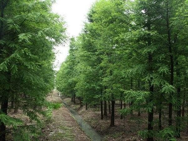 夏季修剪水杉有讲究，"杀头"式修剪或致其死亡
