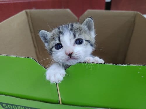 《古今萌宠猫名宝典》