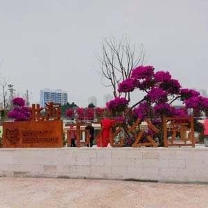 北海市花公园：三角梅的绽放之地