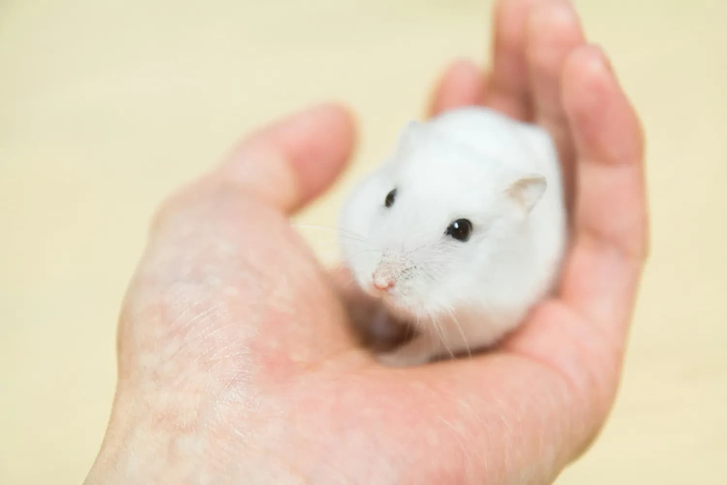 《西游记》十二生肖人物揭秘：从老鼠精到猪八戒