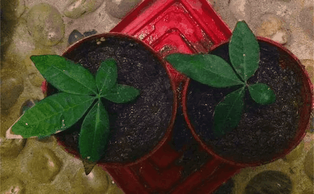 发财树不用买，只需要“1个果1根枝”，种一盆活一盆！