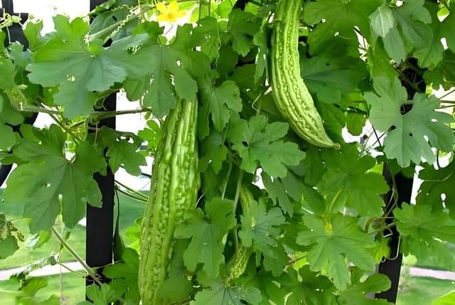 苦瓜什么时候种植最好，在家中如何种植苦瓜？