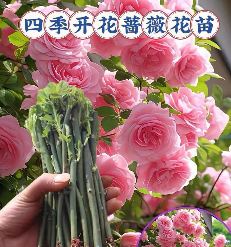 蔷薇栽培指南：如何让你的蔷薇长得茂盛