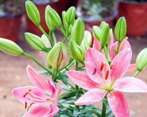 百合花的种植与养护（适宜的月份、土壤和环境条件）