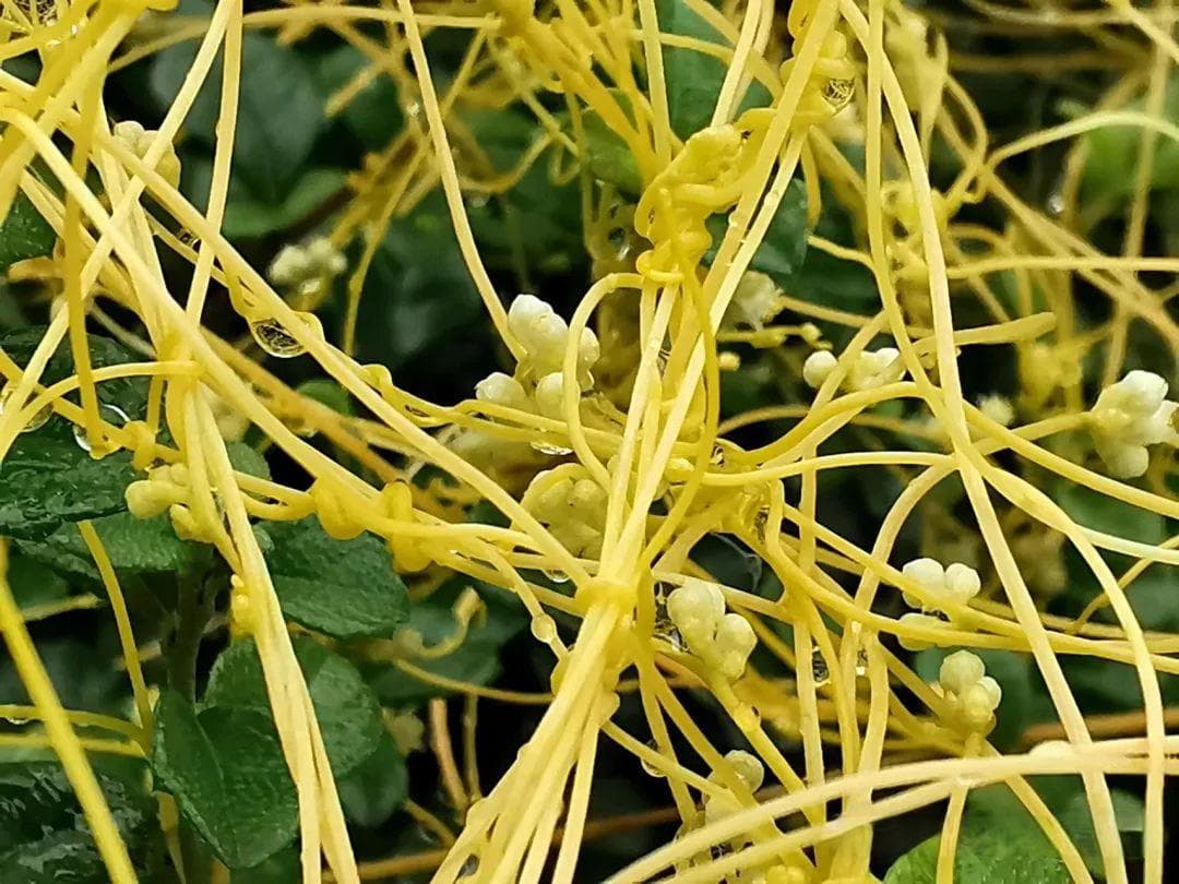 【中草药科普】每天认识一味中草药-菟丝子