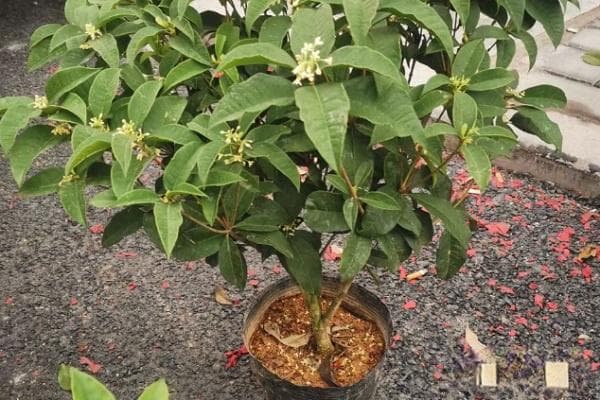 桂花树如何越冬在北方？