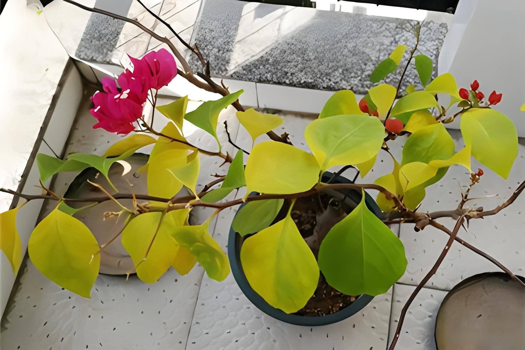 三角梅叶子发黄脱落是咋回事，叶子脱落的真相与破解方法