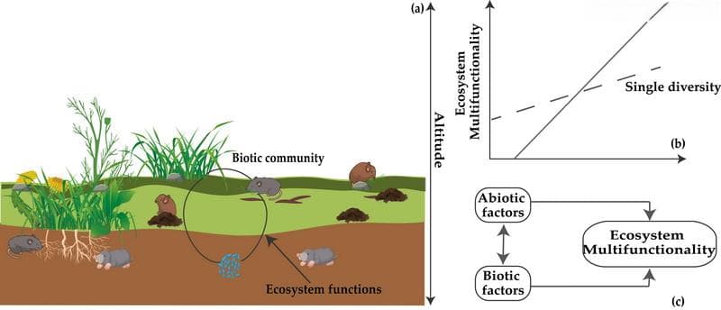 西北高原所研究揭示生物群落的多营养级多样性驱动高寒草地生态系统多功能性