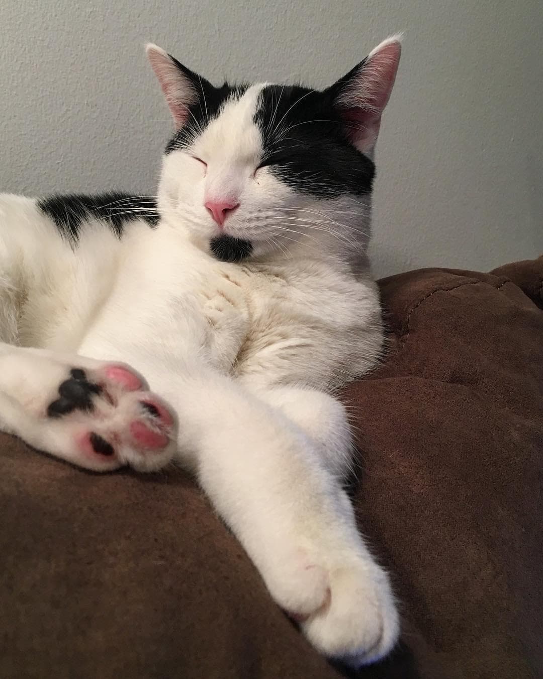 辟谣：给猫咪定期剪指甲的最大意义不是防挠，而是避免刺伤肉垫