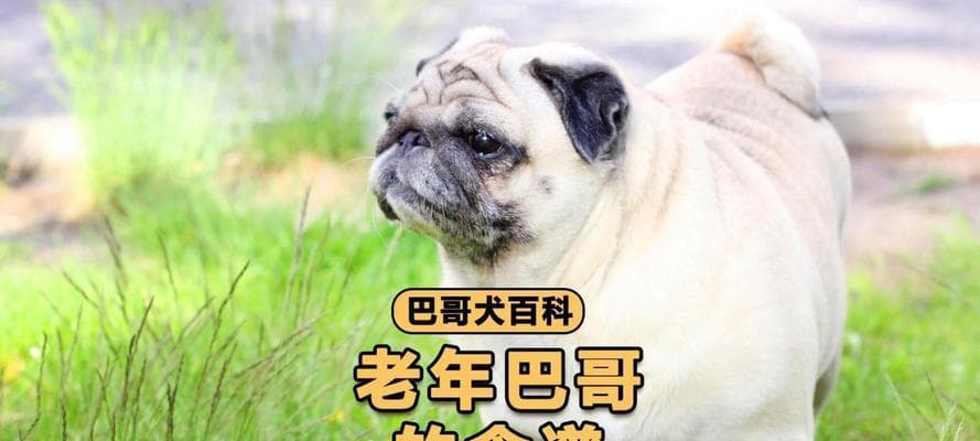 如何科学喂养老年犬？这份实用指南请收好
