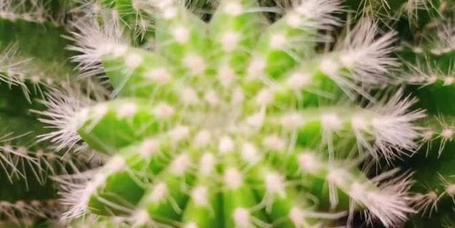 象征女性的植物有哪些？它们各自代表什么含义？