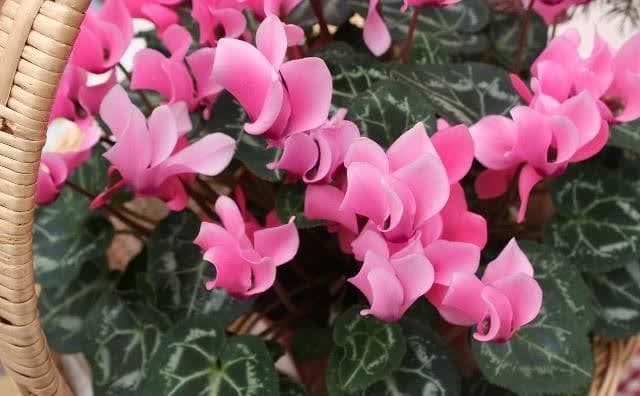 仙客来的花语是什么？如何养护才能让仙客来花期长，开花多又艳
