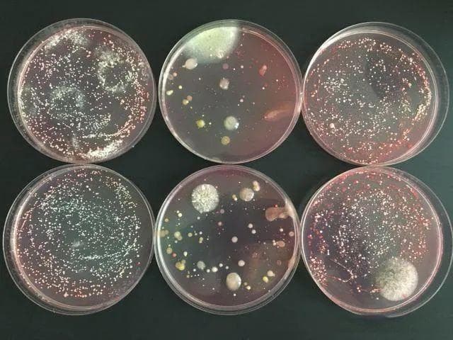 实验室微生物菌种的分离和纯化常用的方法