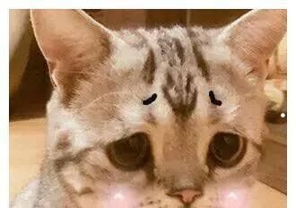 揭秘猫咪为什么会哭：从生理到情感的全面解析