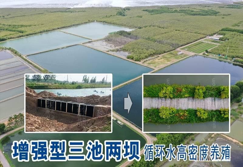 循环水高密度养殖鲈鱼案例分析：增强型三池两坝模式