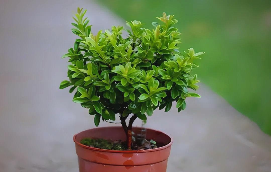 小叶赤楠种植指南：打造绿色生活新选择