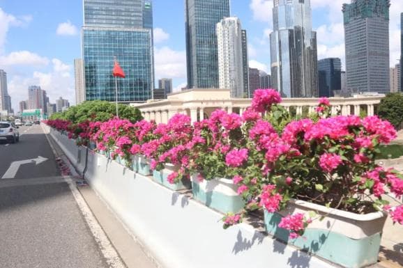 上海高架三角梅进入最佳观赏期，养护攻略请收好