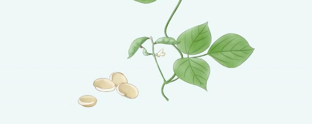 扁豆是什么？对人体有哪些好处？