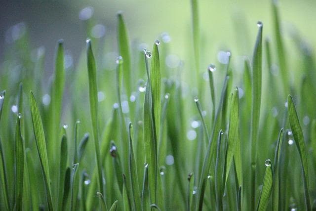 大麦若叶的功效与禁忌：从发现到应用的全面解析