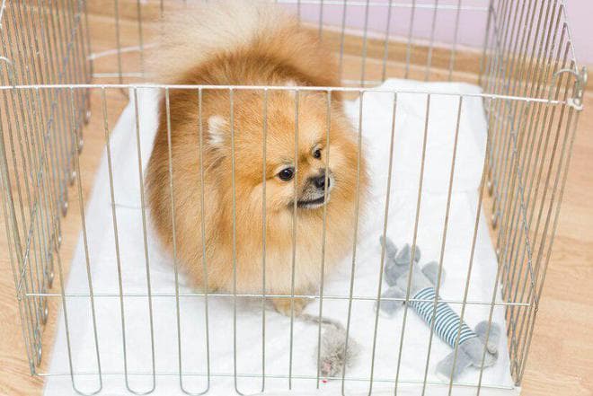 散养还是笼养？幼犬究竟是散养比较好还是笼养比较好？