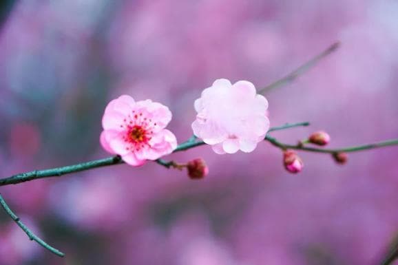 惊蛰时节养生指南：健脾疏肝，防治外感发热与腹泻